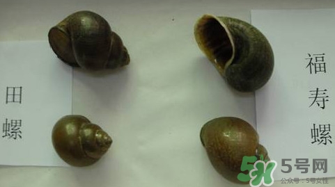 福壽螺吃了會怎樣？福壽螺有什么危害？
