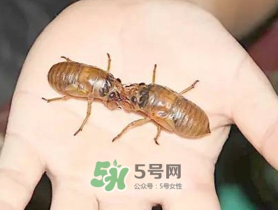 爬叉什么時候出來？爬叉怎么保存