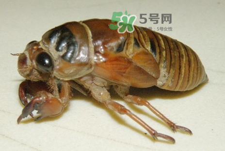 金蟬有什么營(yíng)養(yǎng)價(jià)值？吃金蟬有什么好處？