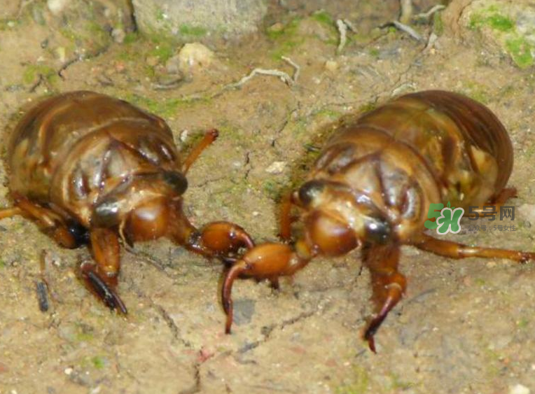金蟬有什么營(yíng)養(yǎng)價(jià)值？吃金蟬有什么好處？