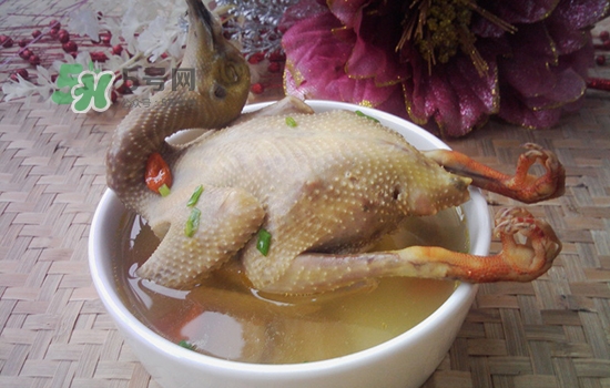 三伏天能吃鴿子嗎？三伏天能喝鴿子湯嗎？