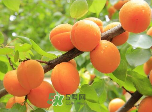 黃桃為什么用鹽水泡？黃桃為什么要用鹽水泡？
