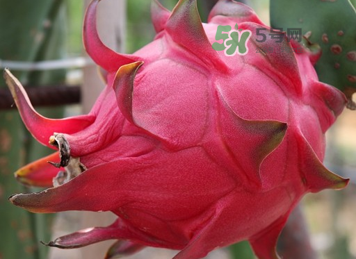 紅心火龍果一天吃幾個(gè)？紅心火龍果一天吃多少？