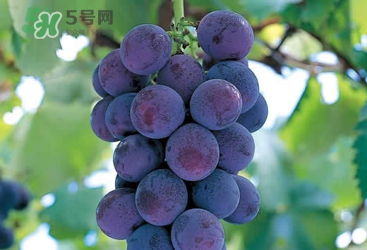巨峰葡萄是酸性還是堿性？巨峰葡萄是堿性的嗎？
