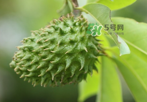 刺果番荔枝怎么吃？釋迦和刺果番荔枝區(qū)別