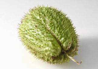 刺果番荔枝多少錢一斤？刺果番荔枝哪里有賣？