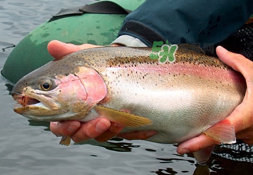 鱒魚可以生吃嗎？鱒魚是海魚還是淡水魚
