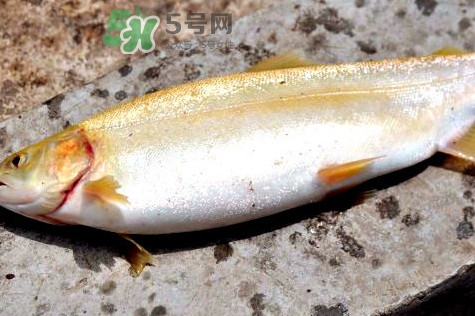 鱒魚怎么讀？鱒魚怎么做好吃
