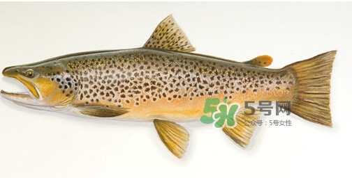 鱒魚可以生吃嗎？鱒魚是海魚還是淡水魚