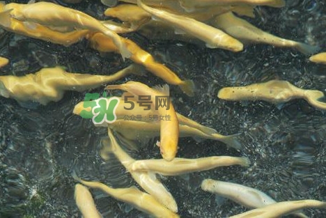 金鱒魚多少錢一斤？金鱒魚刺多嗎