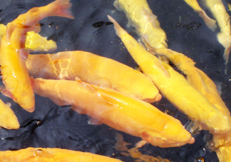 金鱒魚多少錢一斤？金鱒魚刺多嗎
