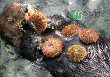 海膽是什么東西？海膽是動(dòng)物還是植物？