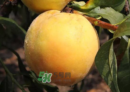 錦繡黃桃多少錢一斤？錦繡黃桃好吃嗎？