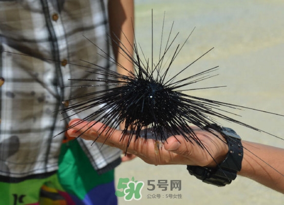 海膽是發(fā)物嗎？海膽是寒性的嗎