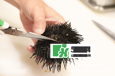 海膽怎么處理？海膽可以生吃嗎？