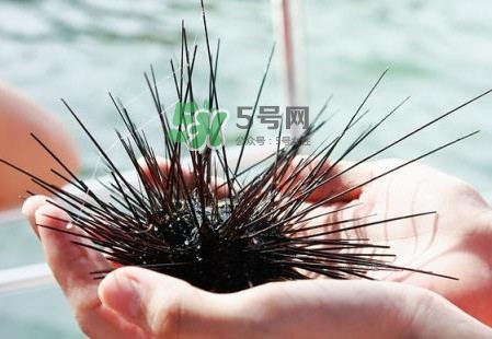 海膽有毒嗎？海膽有寄生蟲(chóng)嗎