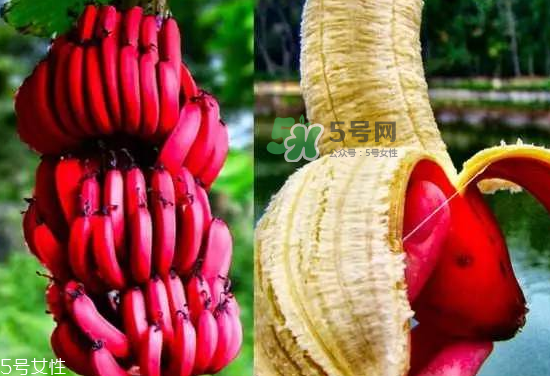 紅皮香蕉是轉(zhuǎn)基因的嗎？紅皮香蕉和一般香蕉的區(qū)別