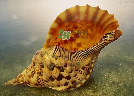 為什么海螺殼里面會(huì)有聲音？海螺和韭菜能不能一起吃