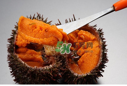 冷凍海膽黃化了能吃嗎？海膽吃多了會怎樣