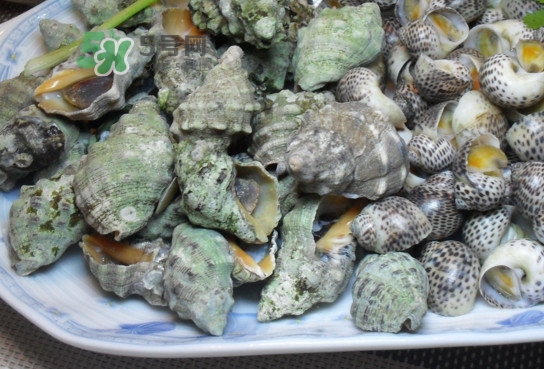 海螺怎么做好吃？海螺怎么清洗干凈