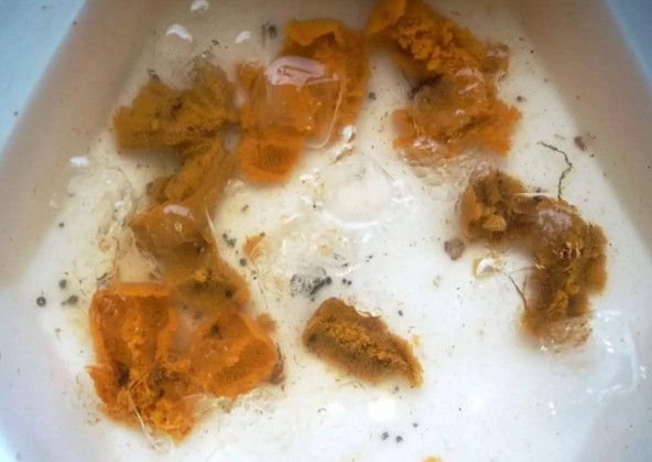 活海膽怎么殺？海膽怎么開殼？