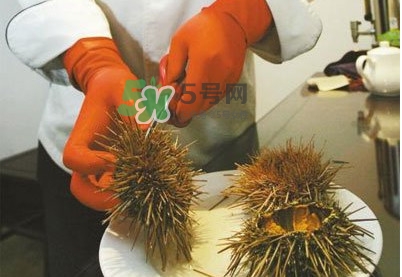 海膽是發(fā)物嗎？海膽是寒性的嗎