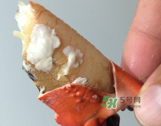 赤甲紅有母蟹嗎？赤甲紅為什么沒有母蟹？
