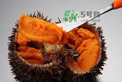 海膽怎么處理？海膽可以生吃嗎？