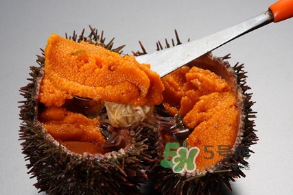 海膽貴嗎？海膽多少錢(qián)一斤？
