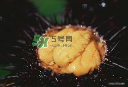 海膽是什么味道？海膽有什么營養(yǎng)價(jià)值