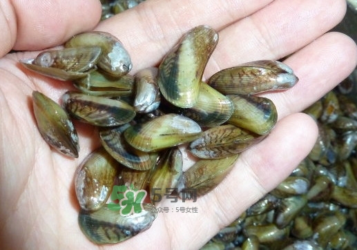 薄殼米是什么？薄殼怎么炒好吃？