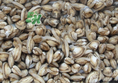 海瓜子煮多久能熟？海瓜子為什么放在水里殼不張開