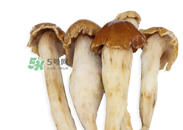 雞樅菌有毒嗎？雞樅菌不能和什么一起吃？