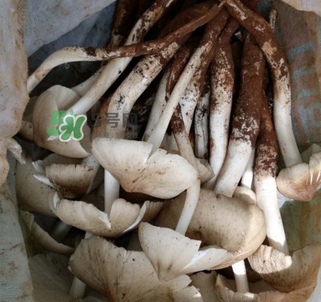 雞樅菌什么時(shí)候有？雞樅菌生長(zhǎng)在什么地方