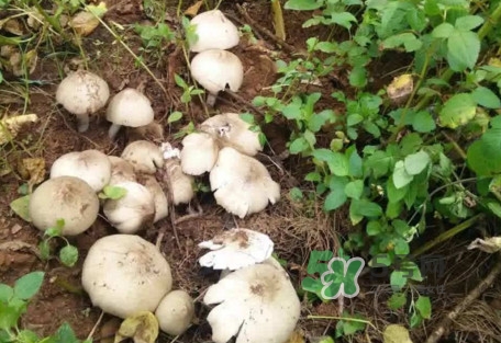 雞樅菌可以人工種植嗎？怎么人工種植雞樅菌