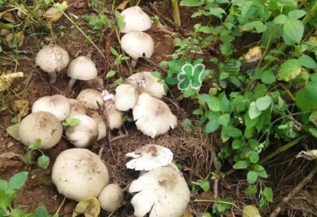 雞樅菌為什么那么貴？雞樅菌為什么離不開白螞蟻