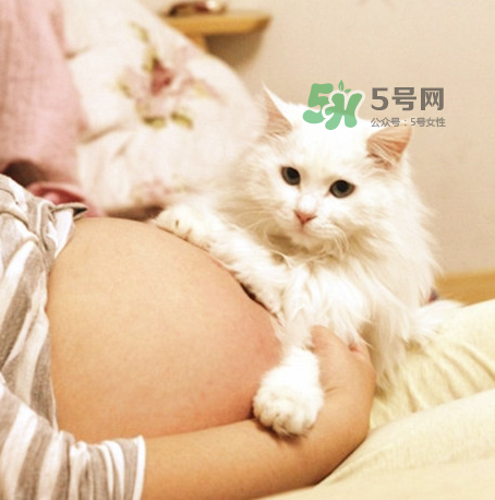 孕婦被貓抓了怎么辦？孕婦被貓抓傷了對(duì)寶寶有什么影響？