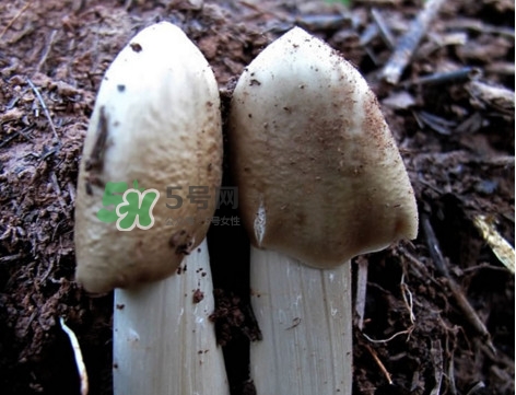 雞樅菌怎么保存？雞樅菌可以放冰箱嗎？
