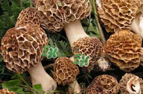 羊肚菌最大產地是哪兒？羊肚菌怎么泡發(fā)