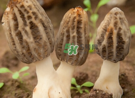 生了蟲的羊肚菌能吃嗎？羊肚菌長蟲子怎么辦？