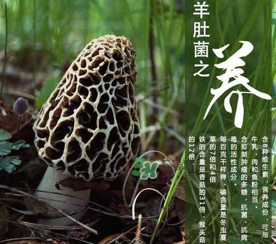 如何識別羊肚菌真假？買羊肚菌怎么挑選