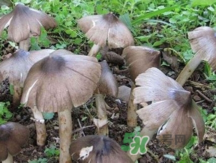 雞樅菌什么時(shí)候有？雞樅菌生長(zhǎng)在什么地方