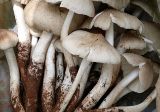 雞樅菌什么時(shí)候有？雞樅菌生長(zhǎng)在什么地方