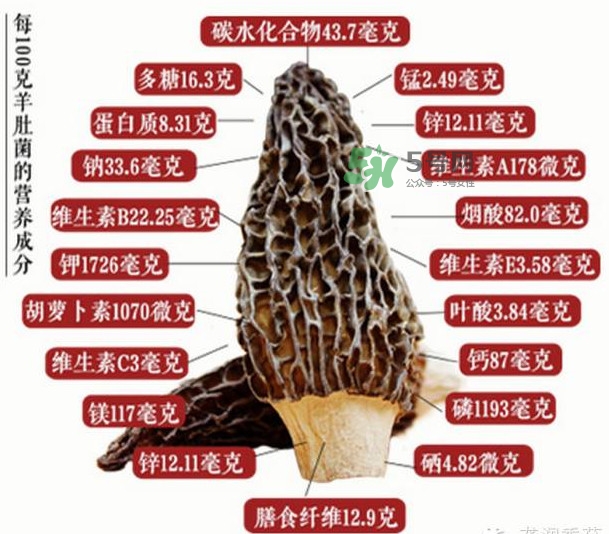 野生羊肚菌多少錢一斤？干羊肚菌多少錢一斤
