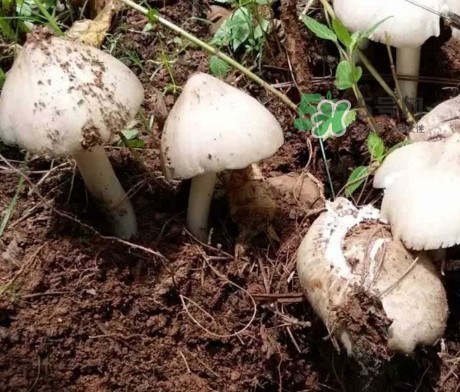 雞樅菌怎么保存？雞樅菌可以放冰箱嗎？