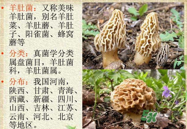 生了蟲的羊肚菌能吃嗎？羊肚菌長蟲子怎么辦？