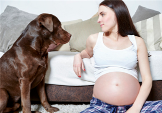 狗對(duì)孕婦的危害有哪些？狗對(duì)孕婦有影響嗎？