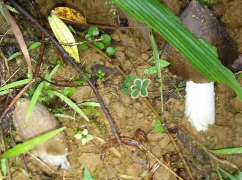 雞樅菌可以人工種植嗎？怎么人工種植雞樅菌