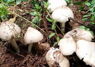 雞樅菌怎么保存？雞樅菌可以放冰箱嗎？