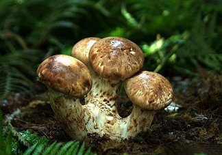 干松茸多少錢一斤？野生松茸多少錢一斤？